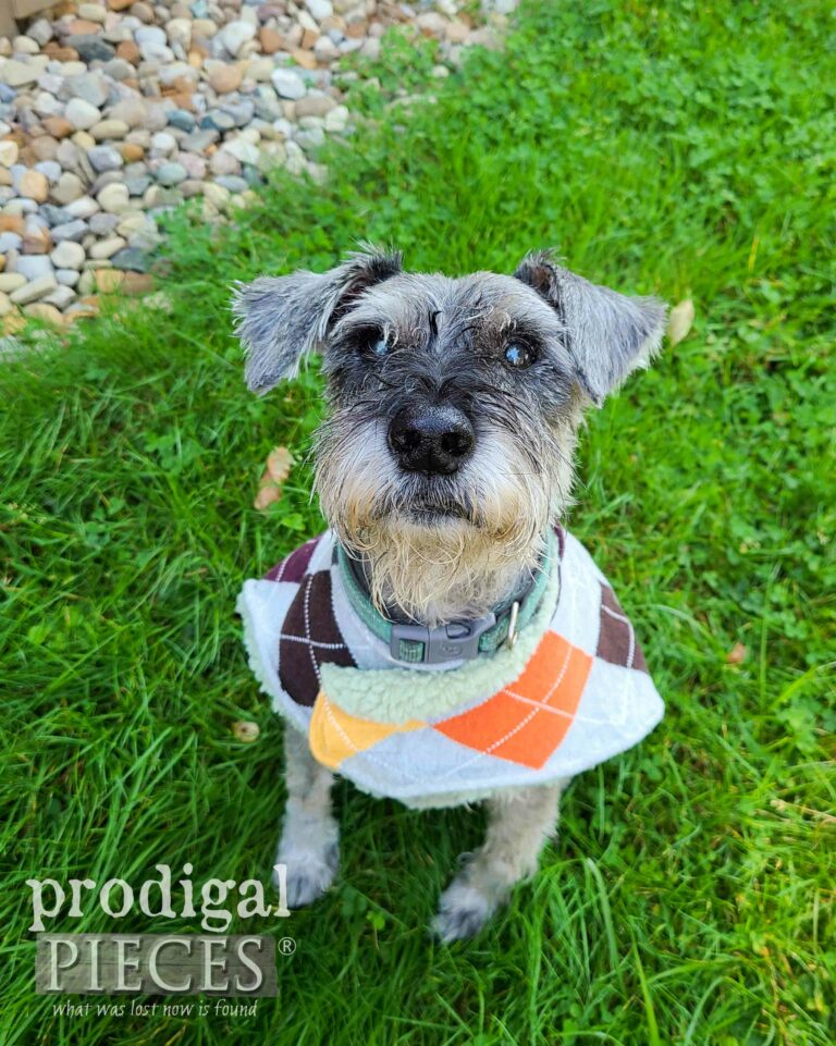 Cute Handmade Dog Sweater | shop.prodigalpieces.com #prodigalpieces