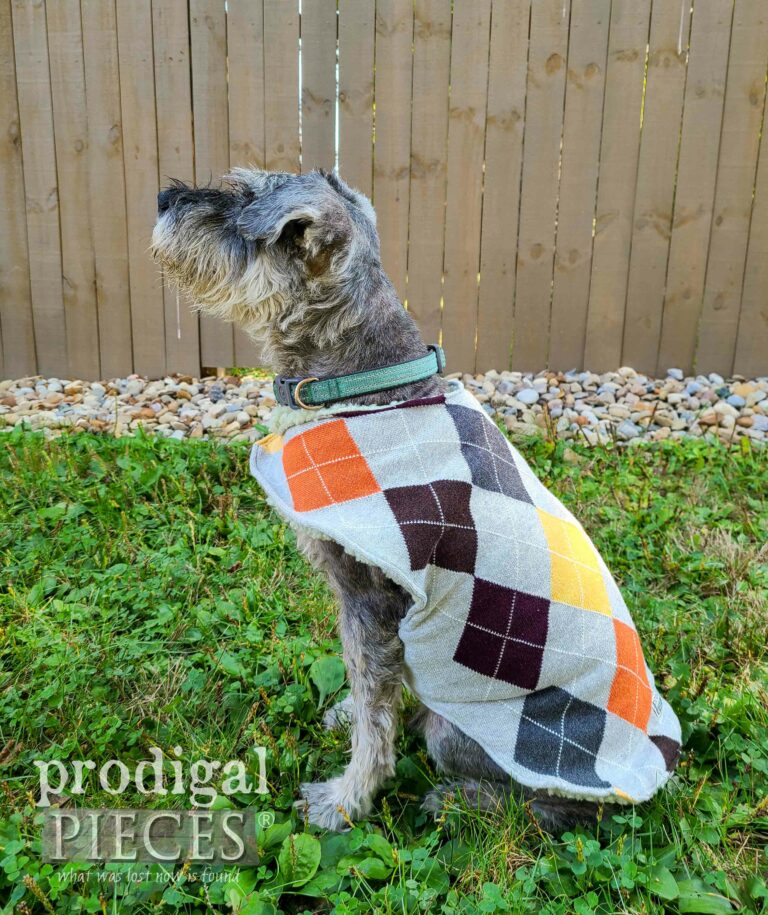 Mini Schnauzer in Handmade Dog Sweater | shop.prodigalpieces.com #prodigalpieces
